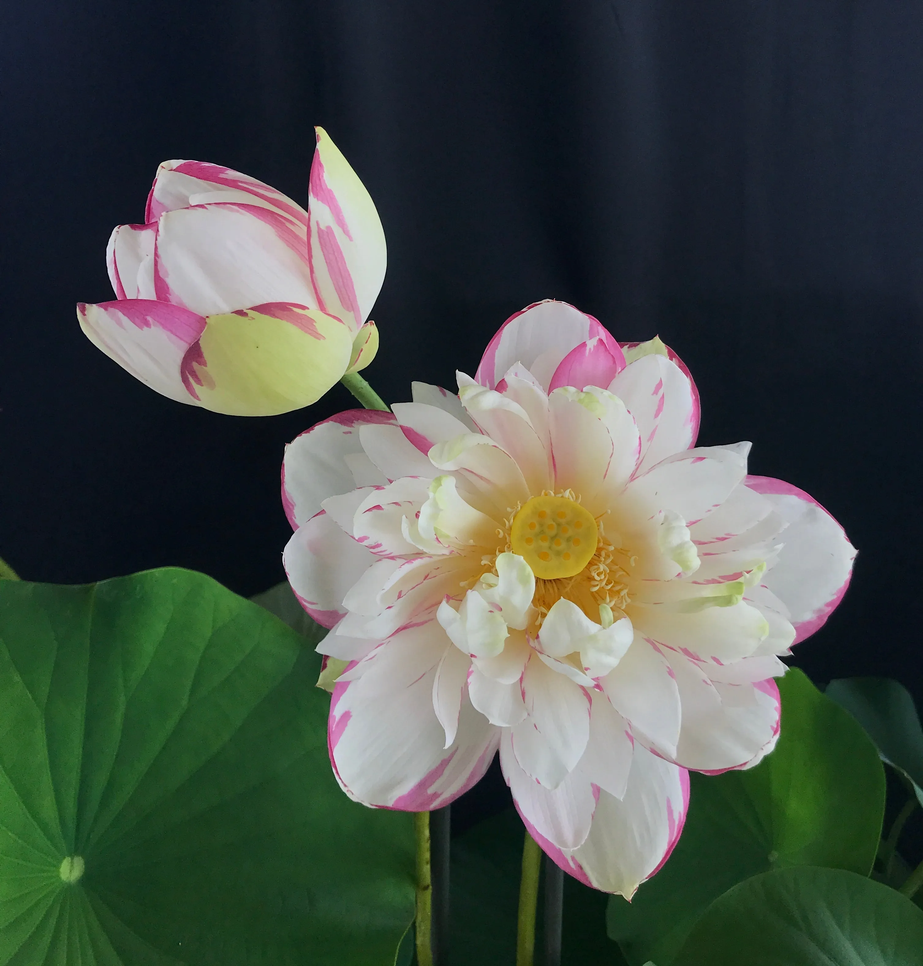 Dasajin Lotus , Large Versicolor <br> ❤️ Zac's Top 10 Lotus Selection!