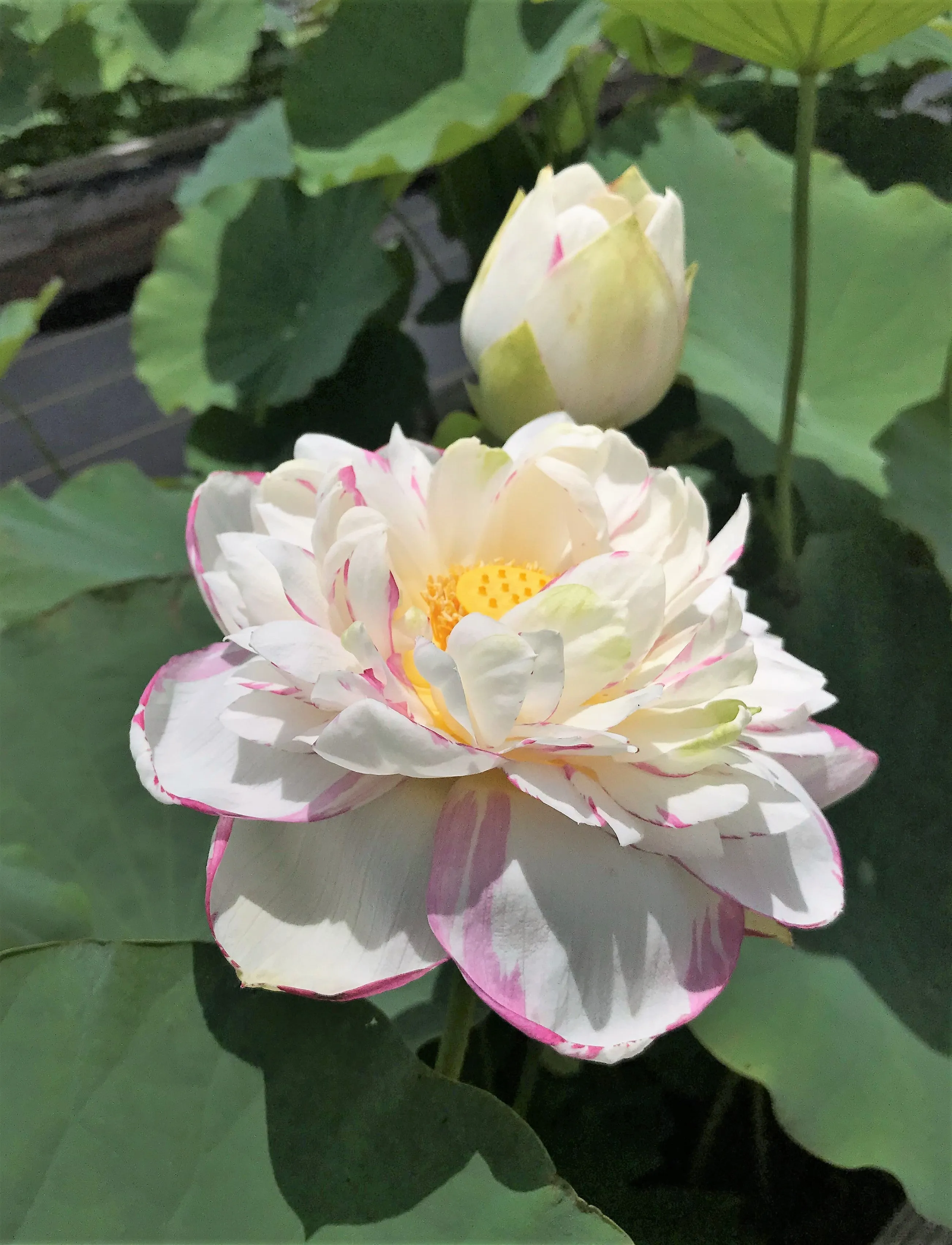 Dasajin Lotus , Large Versicolor <br> ❤️ Zac's Top 10 Lotus Selection!