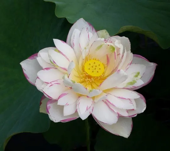 Dasajin Lotus , Large Versicolor <br> ❤️ Zac's Top 10 Lotus Selection!