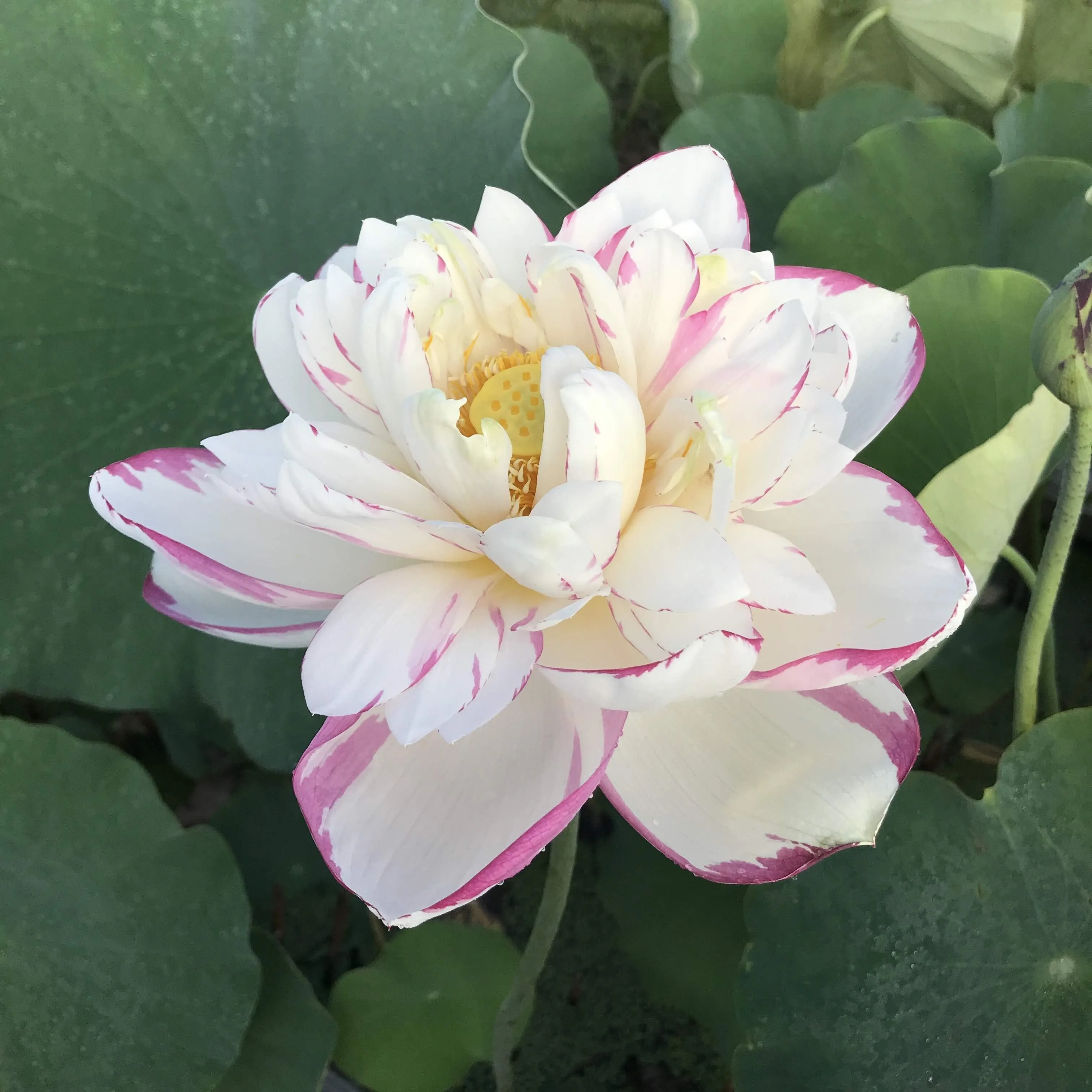 Dasajin Lotus , Large Versicolor <br> ❤️ Zac's Top 10 Lotus Selection!