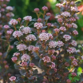 Dwarf Ninebark - Physocarpus opulifolius 'Donna May' Little Devil™