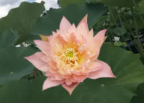 Feathered Skirt Lotus