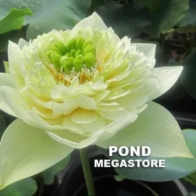 Golden Autumn Lotus <br> Early Bloomer!