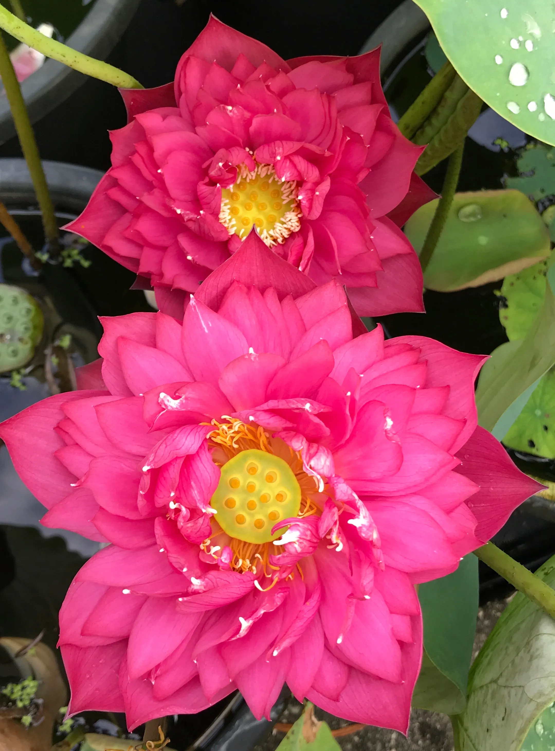 Gorgeous Lotus <br>Tall / Easy to grow