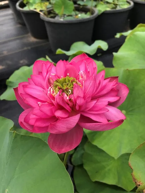 Jewel Flower Lotus  <br> Ravishing, full blooms on this gem!