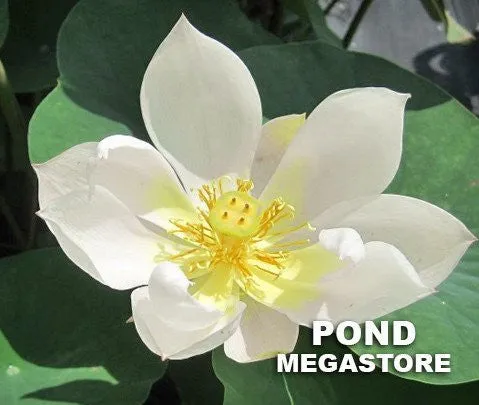 Little Princess Lotus<br>Classic, white, single petal flowers!