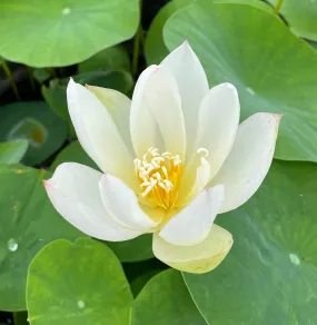 Little Princess Lotus<br>Classic, white, single petal flowers!