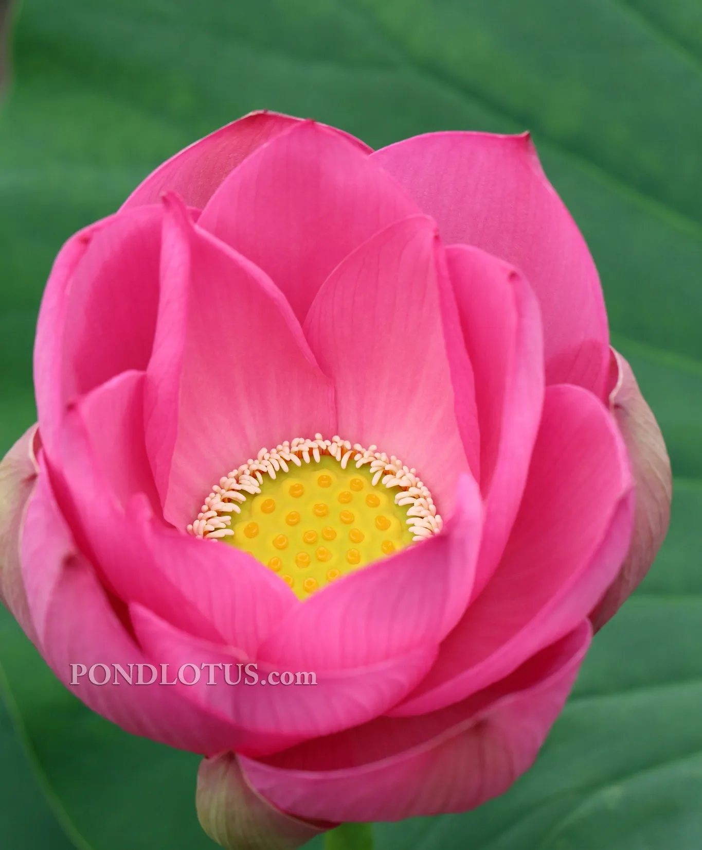 Maggie Belle Slocum Lotus  <br> Celestial blooms that are divine!