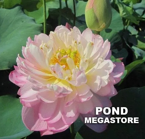 Moonbeam Lotus<br>Lovely, ruffled blooms!