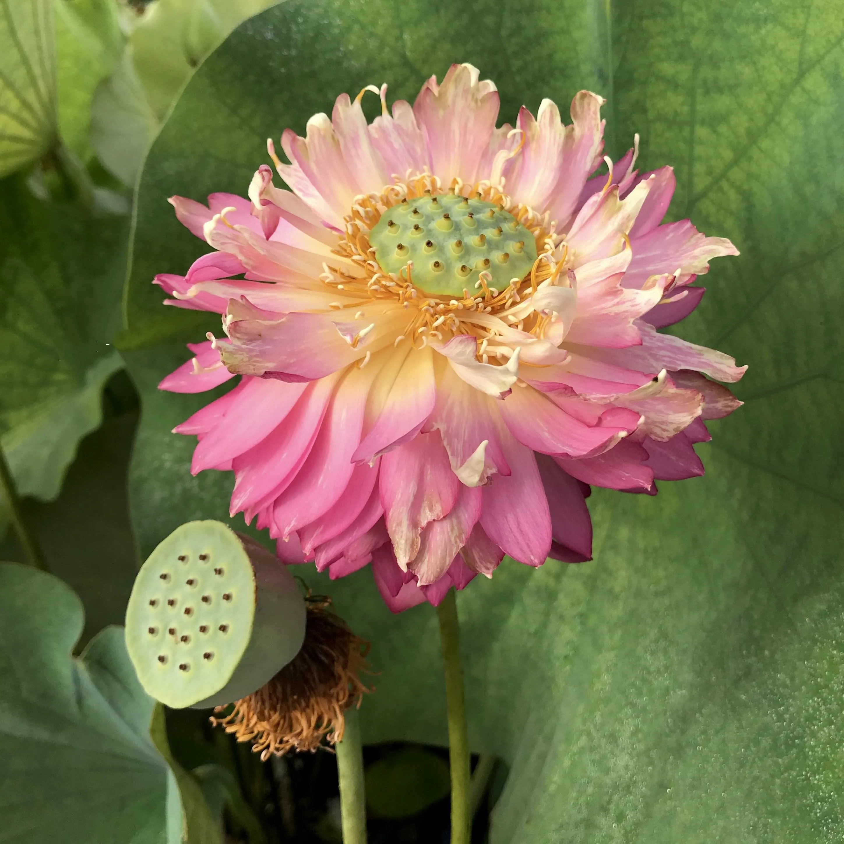 Moonlight Over Qinhuai Lotus<br> ❤️ Zac's Top 10 Lotus! ❤️  Unique & Unusual!