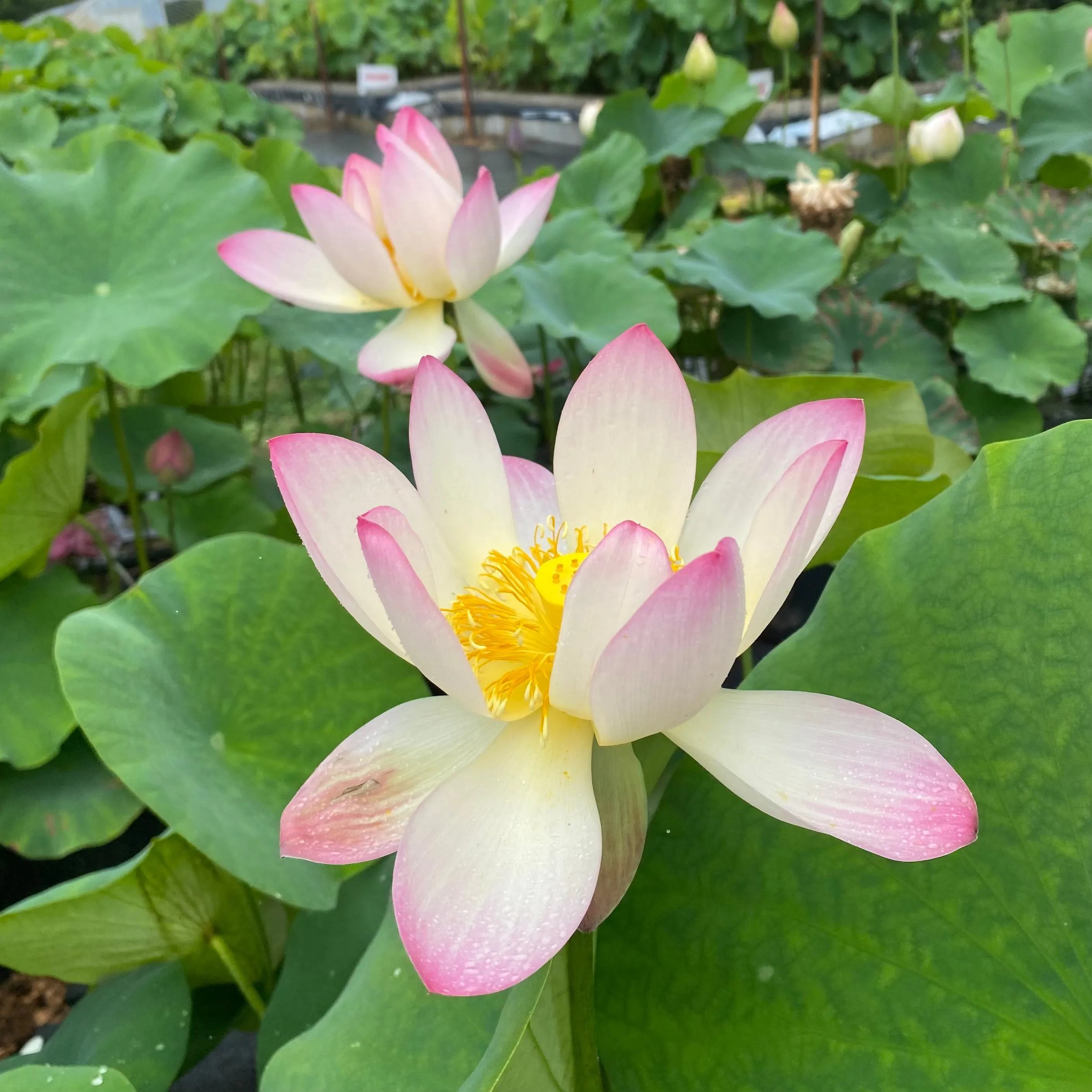 Pink and Gold Lotus  <br> Whimsical. Dainty flowers!