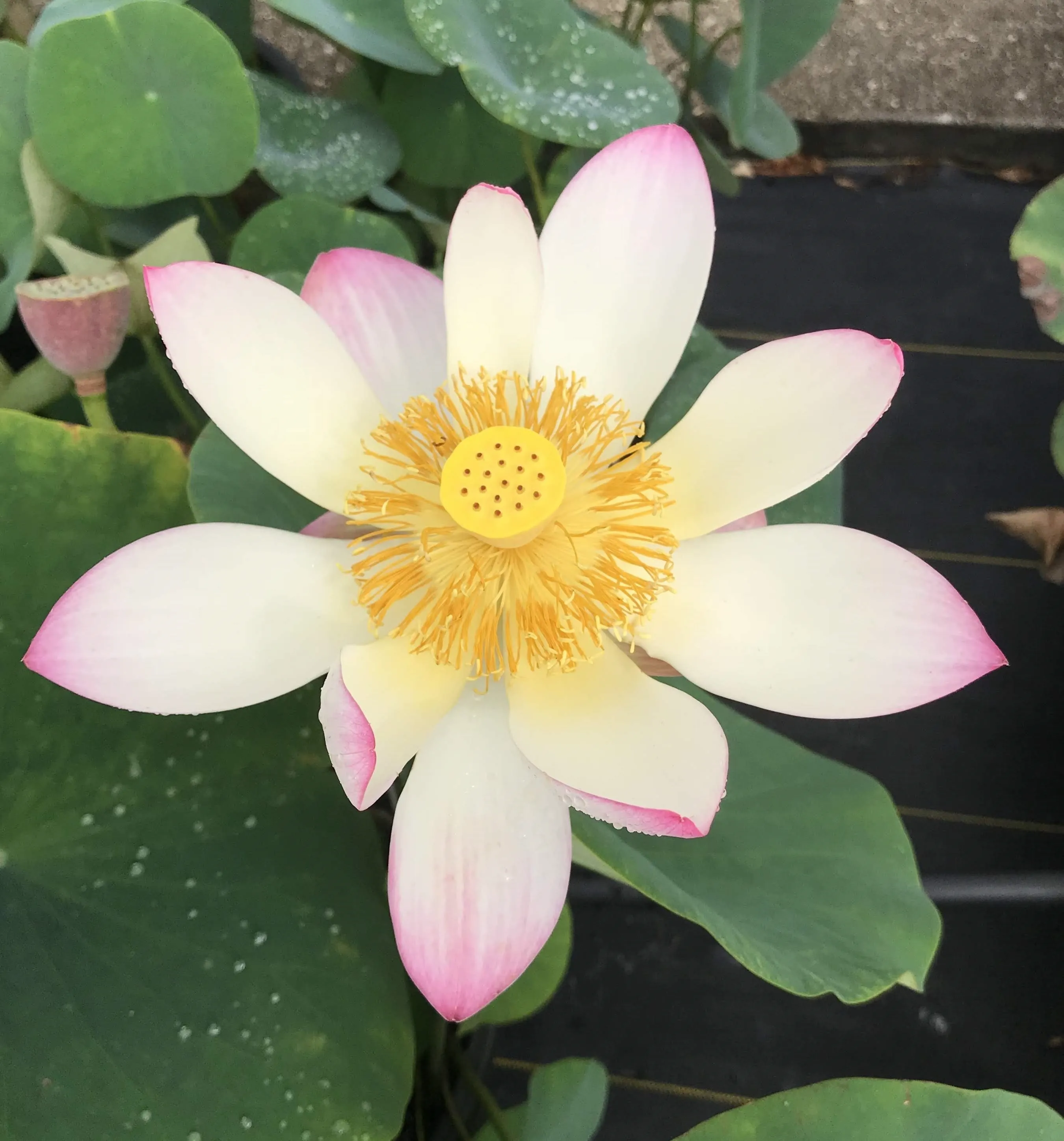 Pink and Gold Lotus  <br> Whimsical. Dainty flowers!