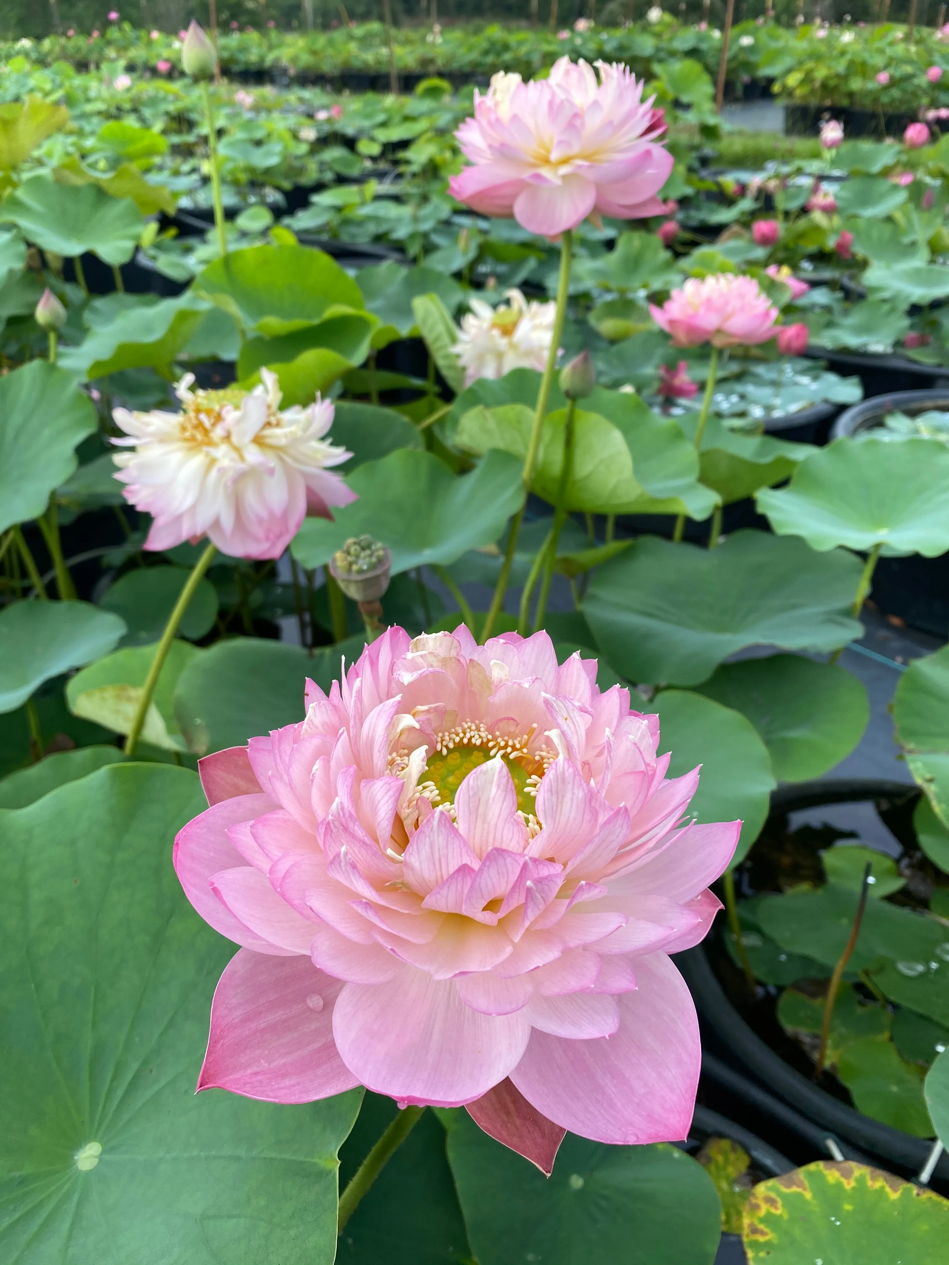 Pink Peach Lotus   <br>   Tall / Stunning drape and color !