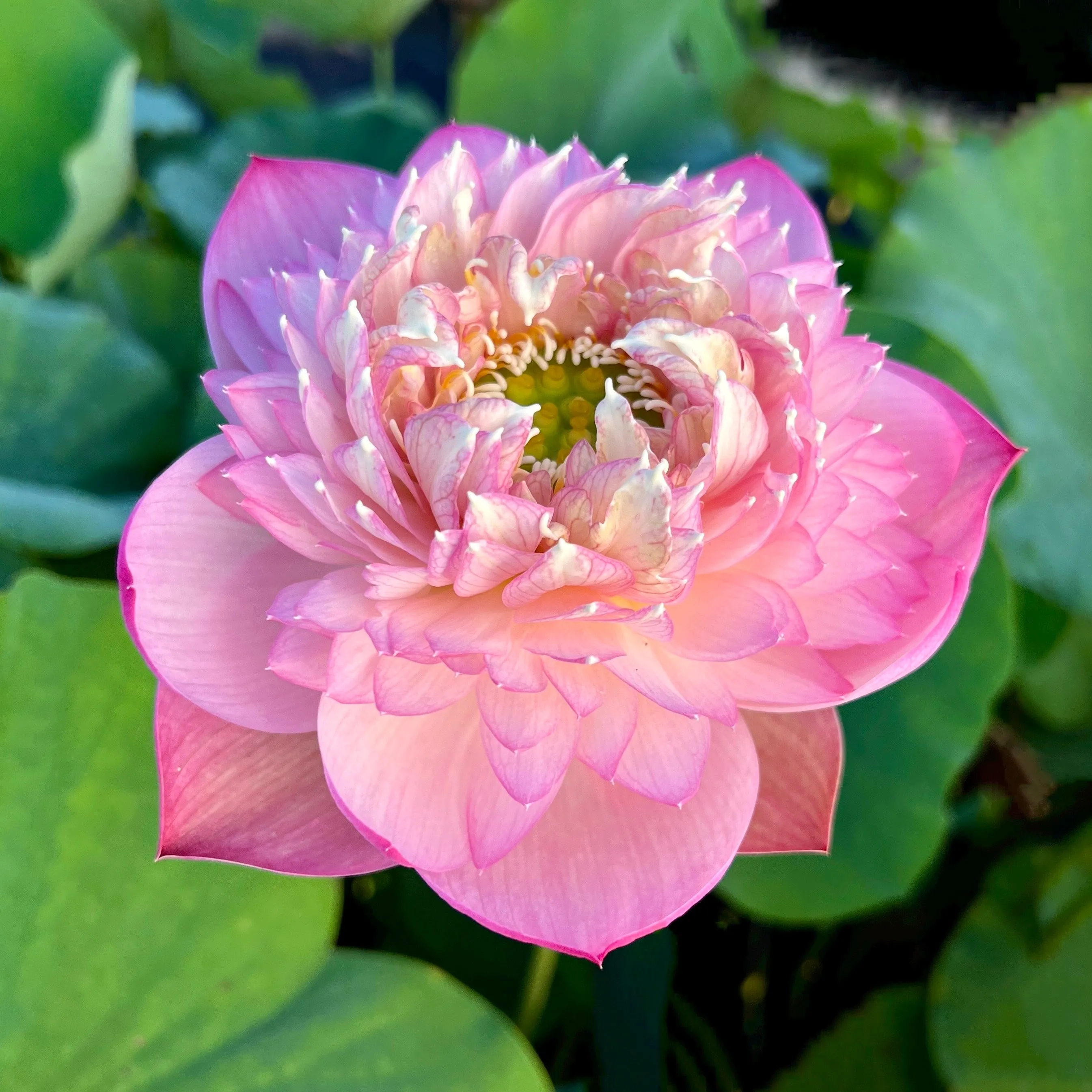 Pink Peach Lotus   <br>   Tall / Stunning drape and color !