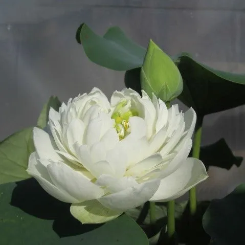 Pure Girl Lotus<br> Exceptionally enchanting white flowers!