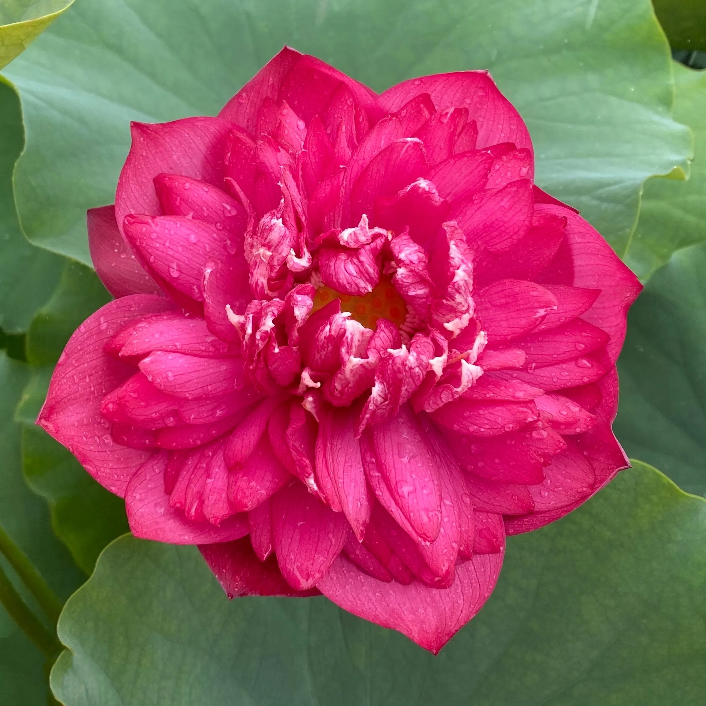 Rose Red Lotus  <br>   Rosy-Red Flowers!