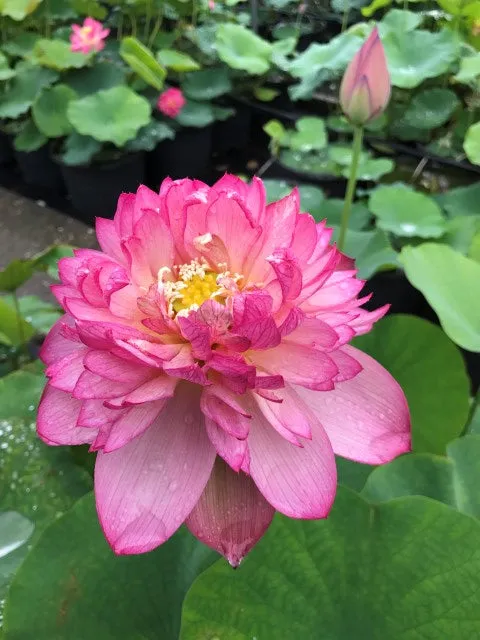 Rosy Red Duplicate Lotus  <br> Resplendent, deep, rich, pink blooms