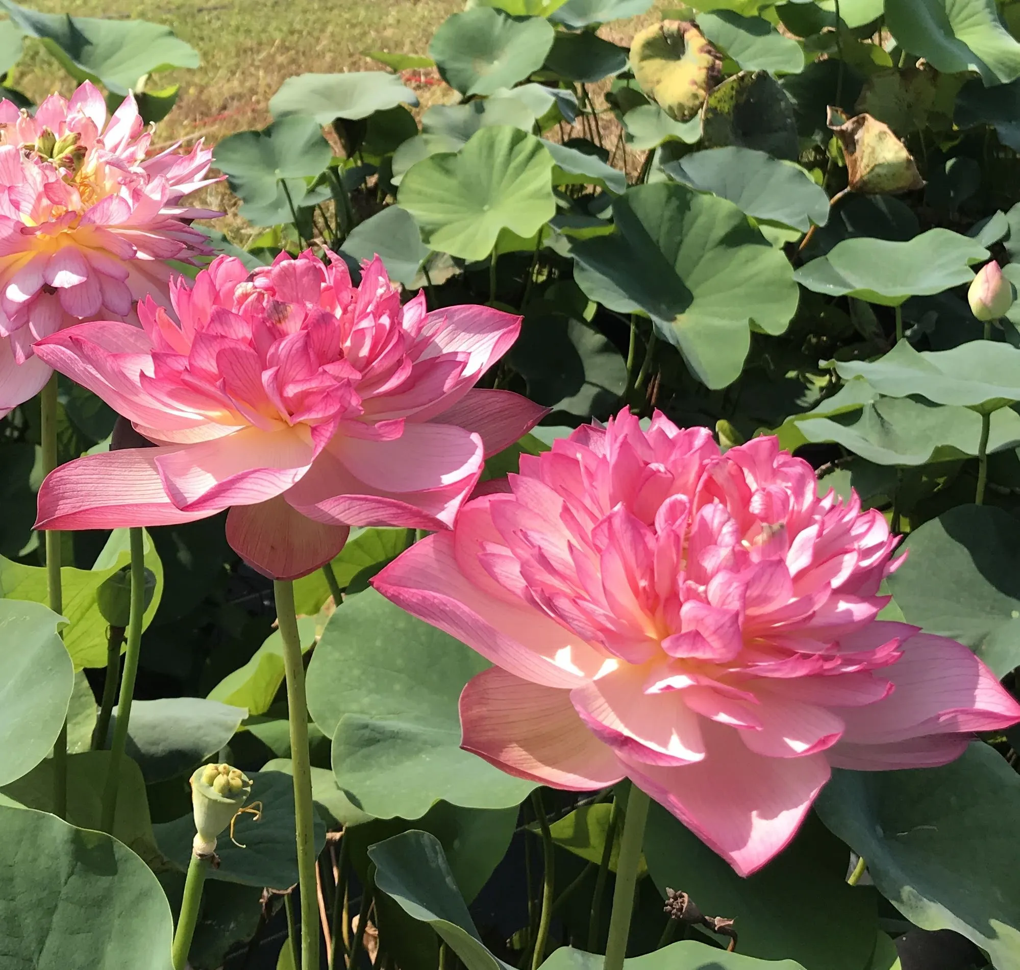 Rosy Red Duplicate Lotus  <br> Resplendent, deep, rich, pink blooms