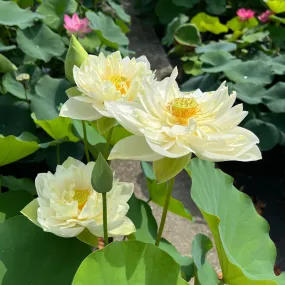 Shiroman Lotus  <br>  Heavenly, multi-petal flowers!