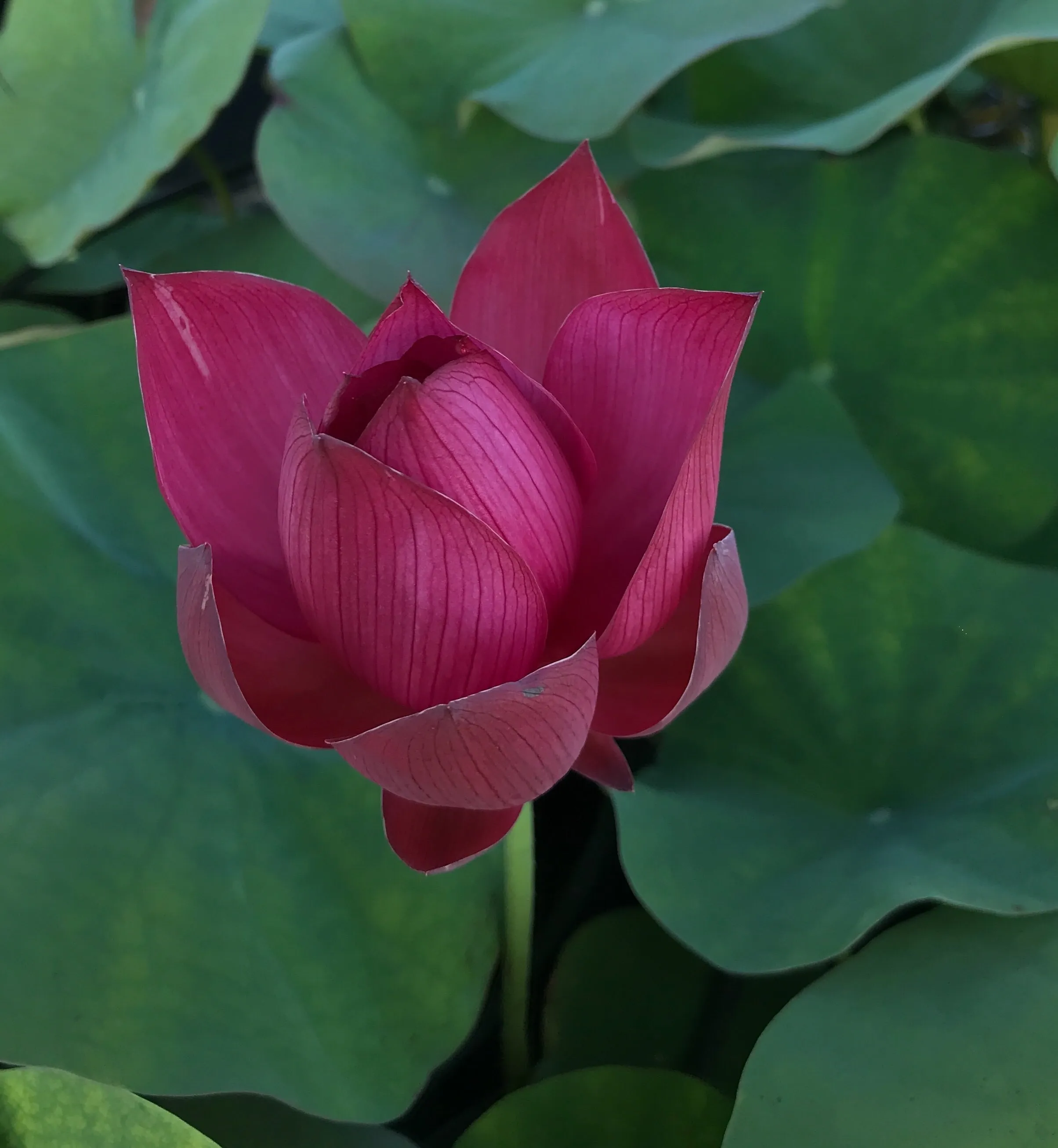 Tender Love Lotus  <br> Non Stop Blooms and Easy to Grow!