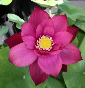 Tender Love Lotus  <br> Non Stop Blooms and Easy to Grow!