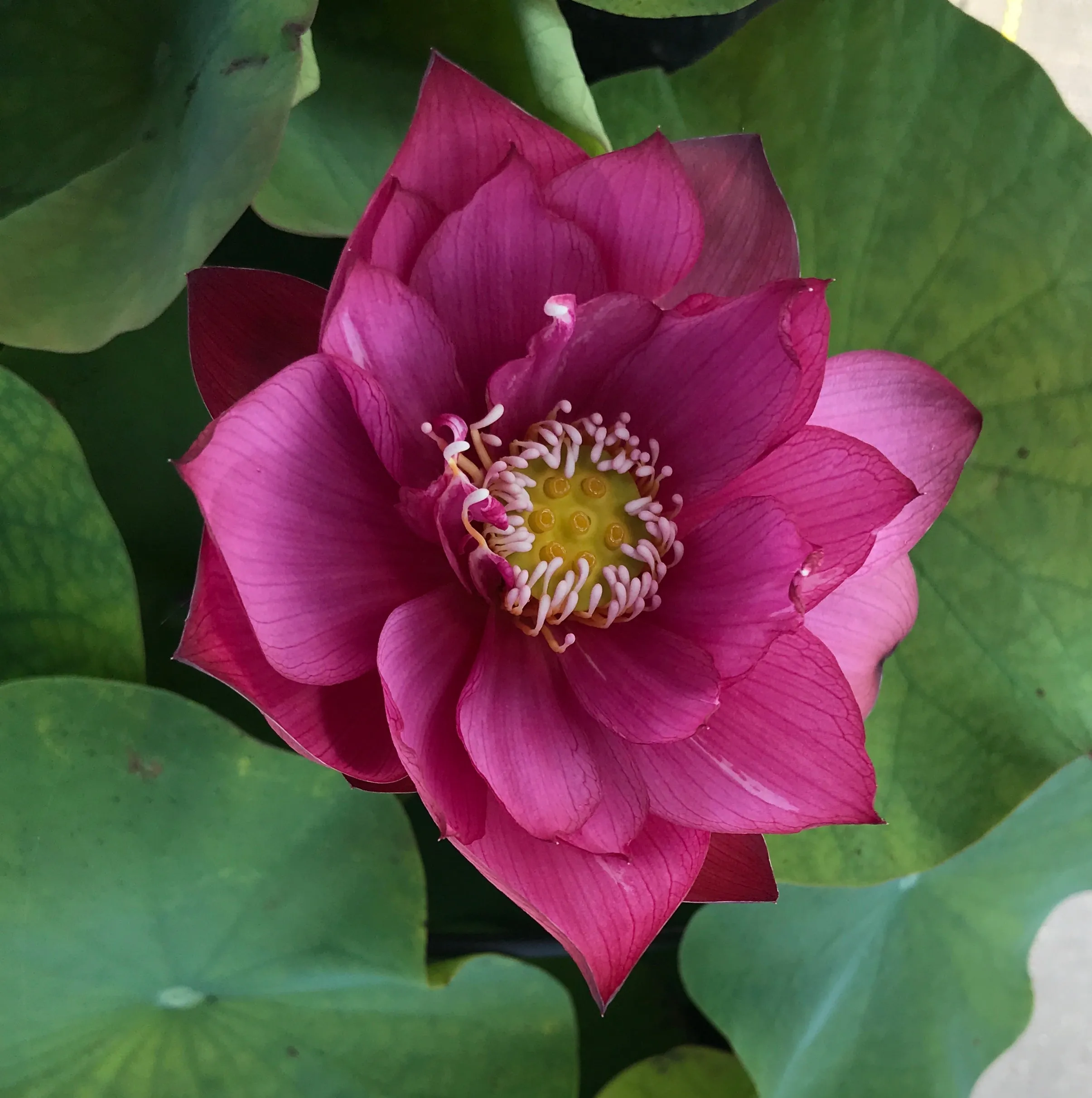 Tender Love Lotus  <br> Non Stop Blooms and Easy to Grow!