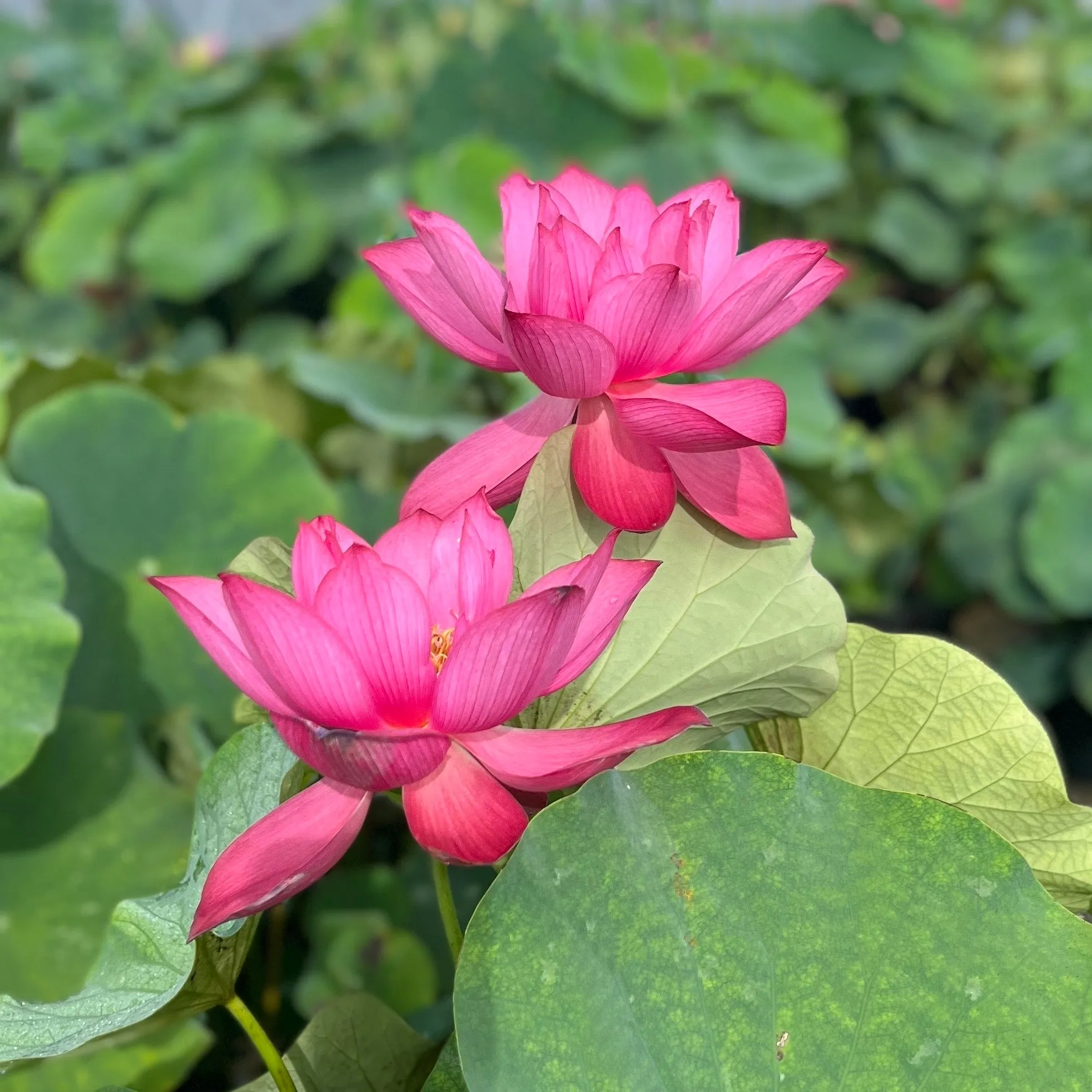 Tender Love Lotus  <br> Non Stop Blooms and Easy to Grow!