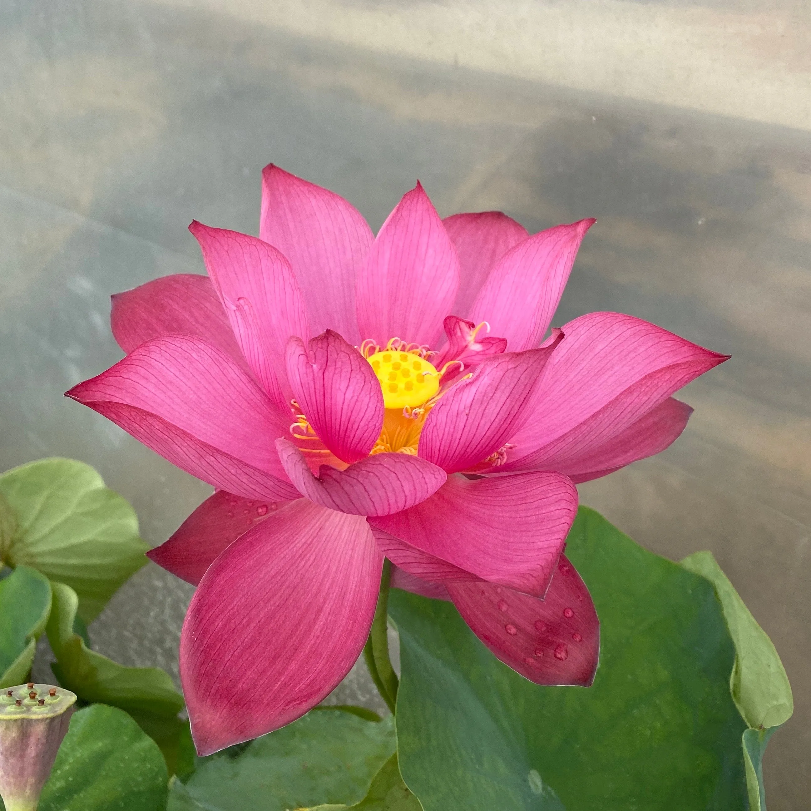 Tender Love Lotus  <br> Non Stop Blooms and Easy to Grow!