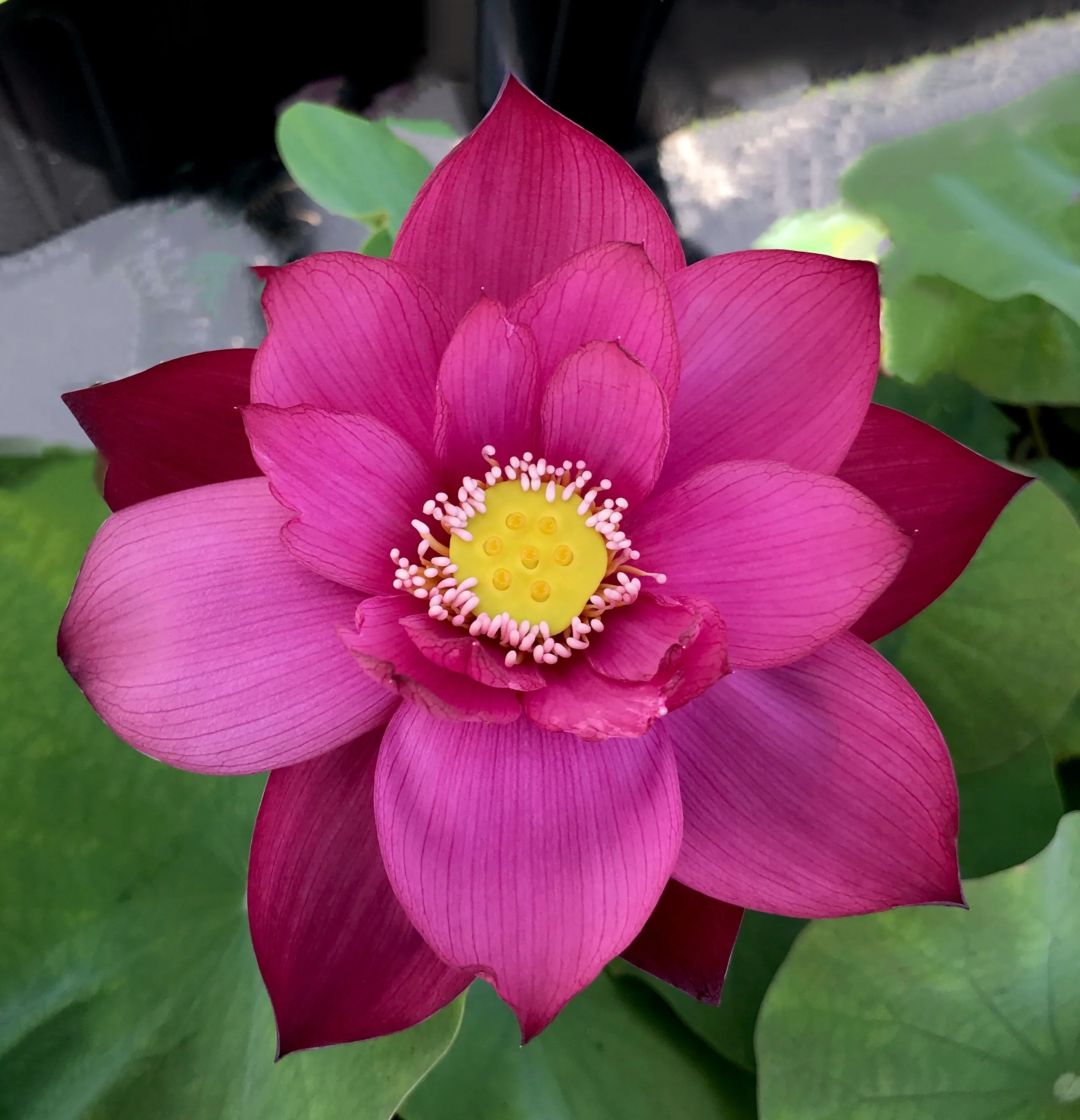 Tender Love Lotus  <br> Non Stop Blooms and Easy to Grow!