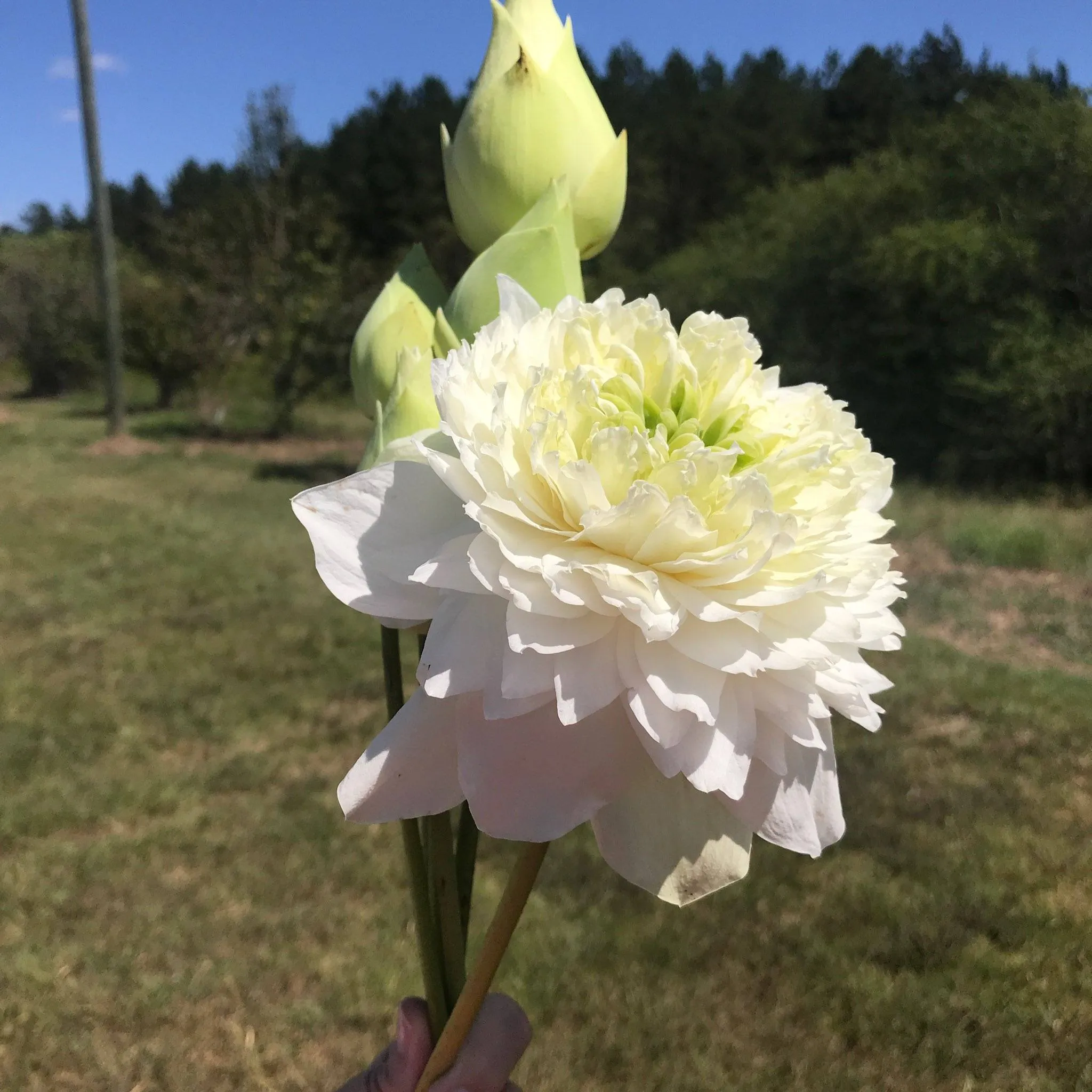 White Peony Lotus <br> Tall / HEAVY BLOOMER!