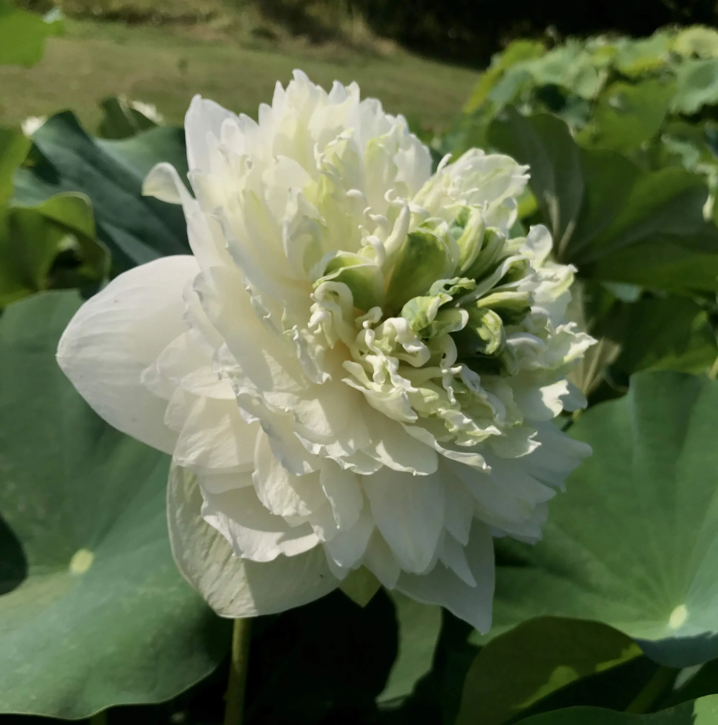 White Peony Lotus <br> Tall / HEAVY BLOOMER!