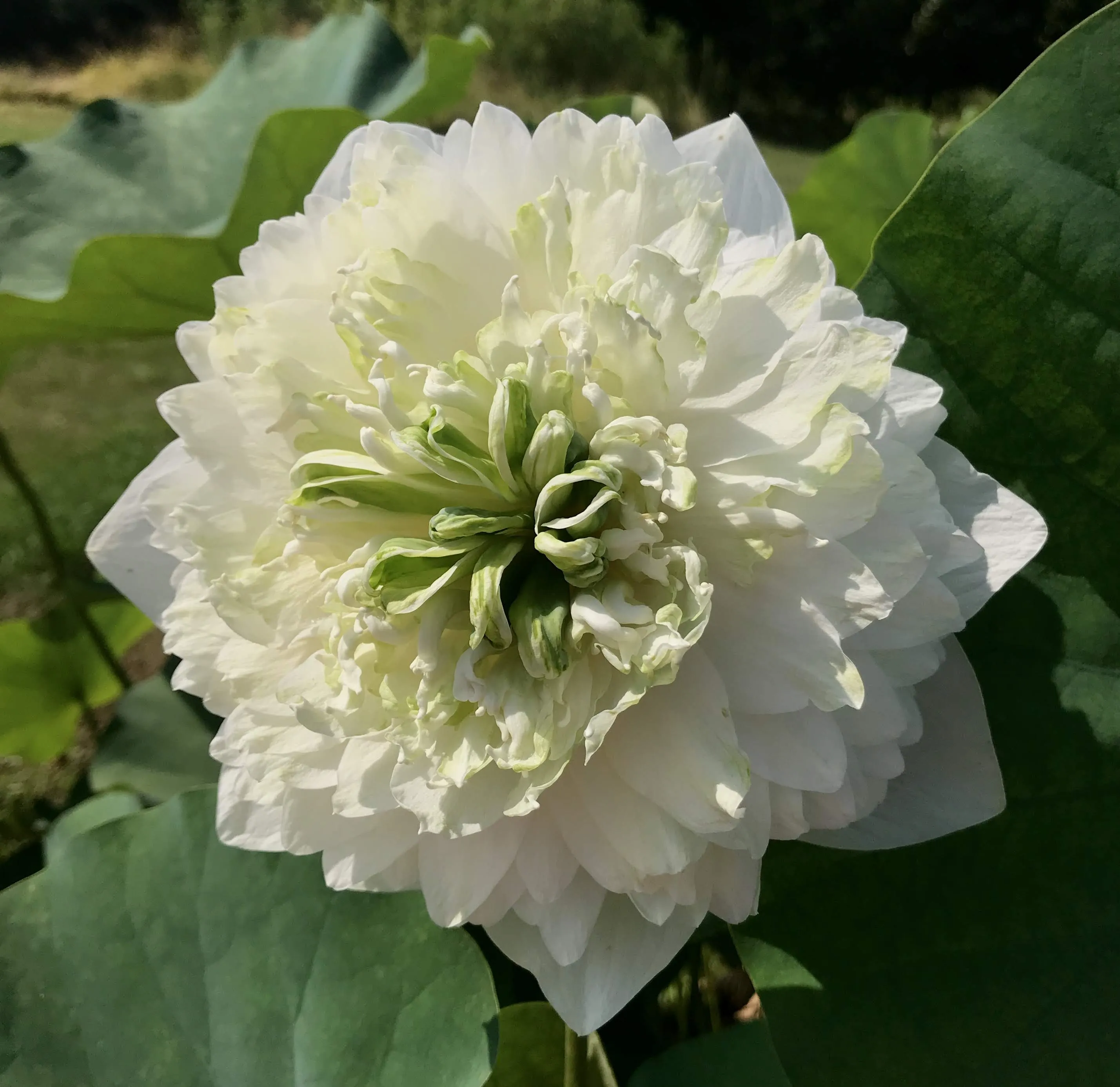 White Peony Lotus <br> Tall / HEAVY BLOOMER!