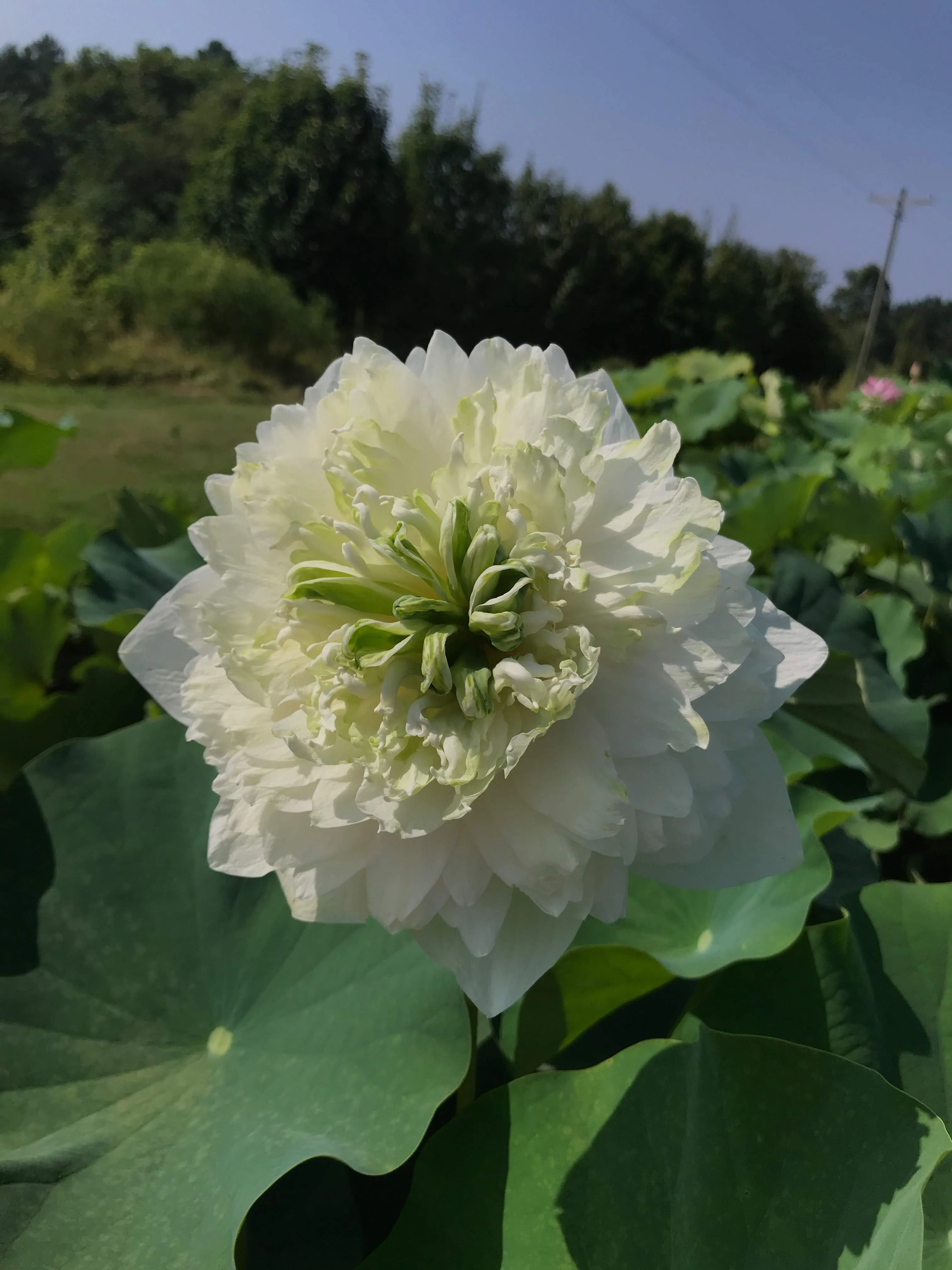 White Peony Lotus <br> Tall / HEAVY BLOOMER!