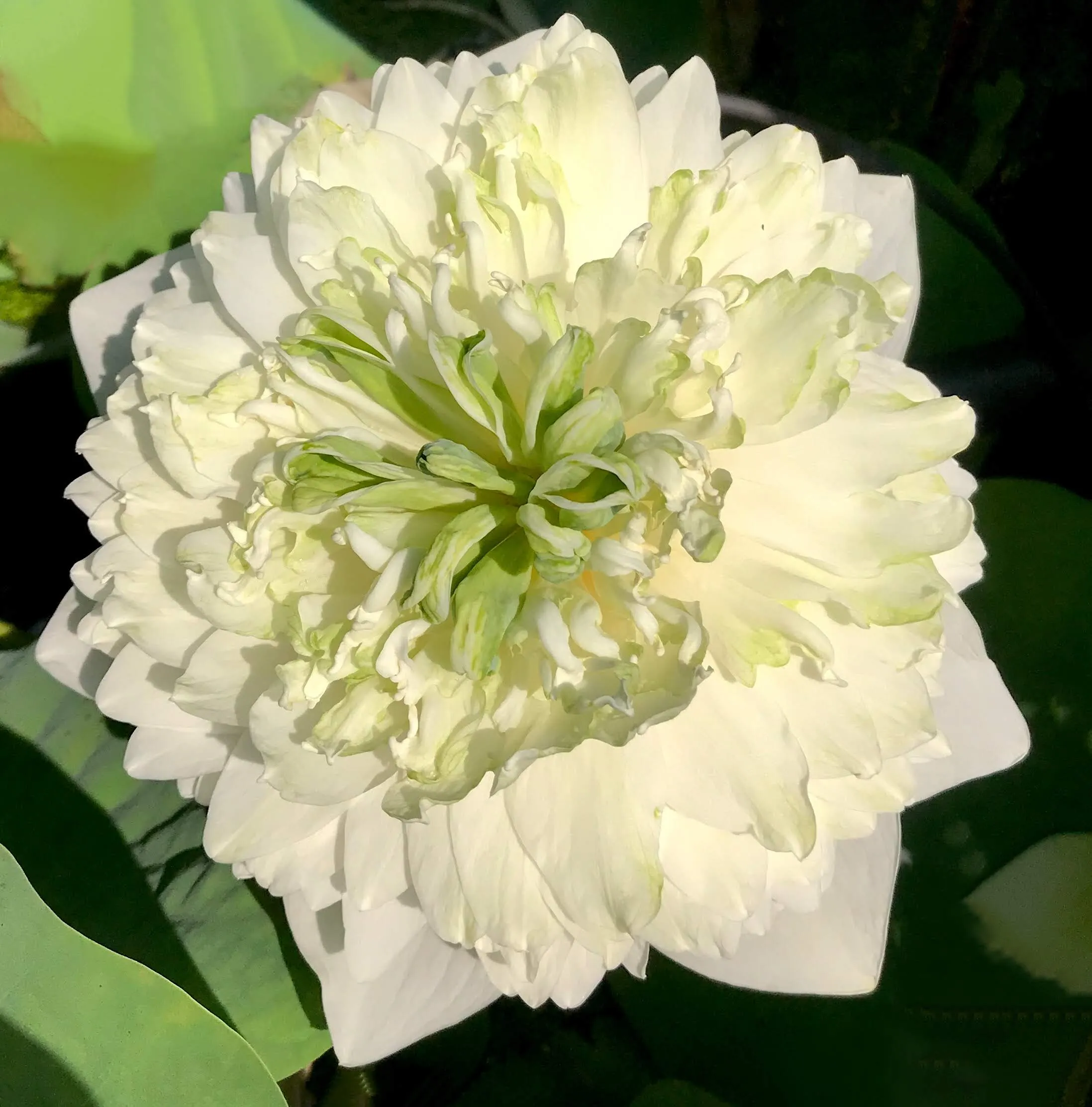 White Peony Lotus <br> Tall / HEAVY BLOOMER!